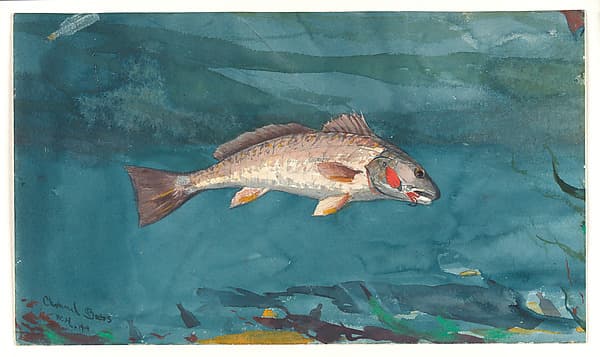 Winslow Homer. Channel Bass