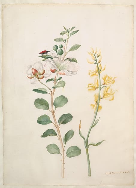 Maria Sibylla Merian. Study of Capers, Gorse, and a Beetle