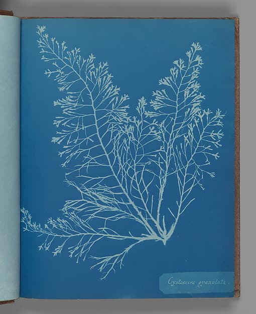 Anna Atkins. Botanical Leaf "Cystoseira granulata"