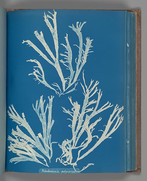 Anna Atkins. Botanical Leaf “Rhodomenia Polycarpa”