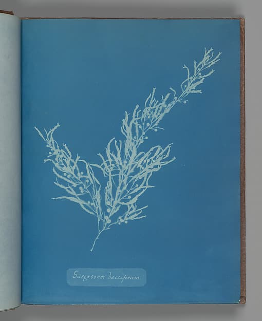 Anna Atkins. Botanical Leaf "Sargassum bacciferum"