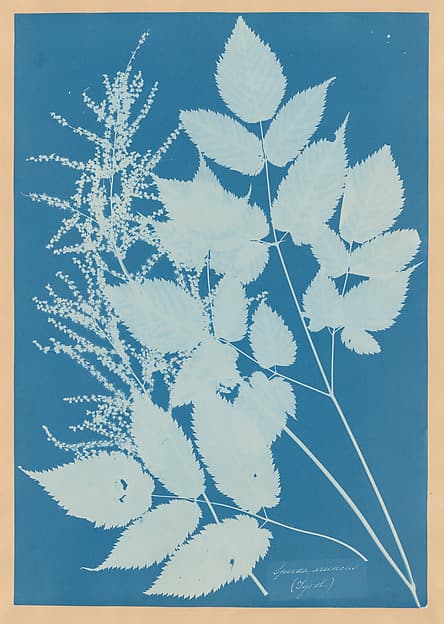 Anna Atkins. Botanical Leaf “Spiraea aruncus (Tyrol)”