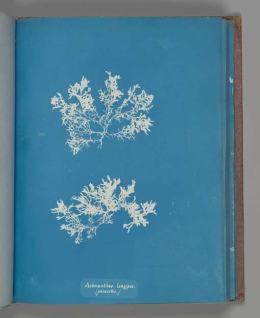Anna Atkins. Botanical Leaf «Achnanthes longipes. (parasitic.)»