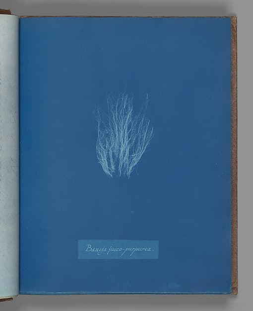 Anna Atkins. Botanical Leaf "Bangia fusco-purpurea"