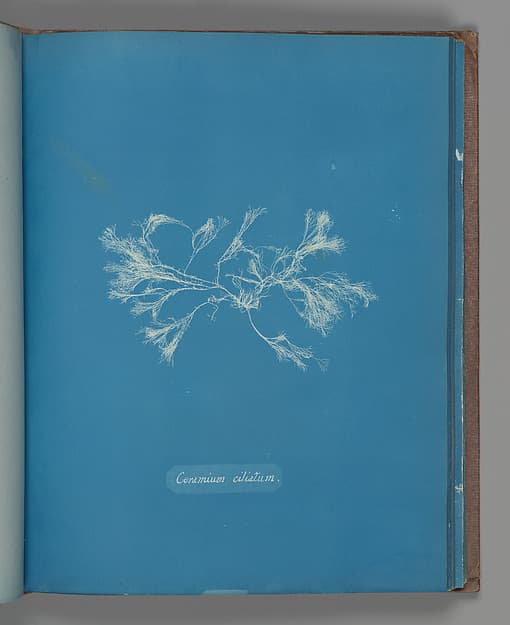 Anna Atkins. Botanical Leaf "Ceramium ciliatum"