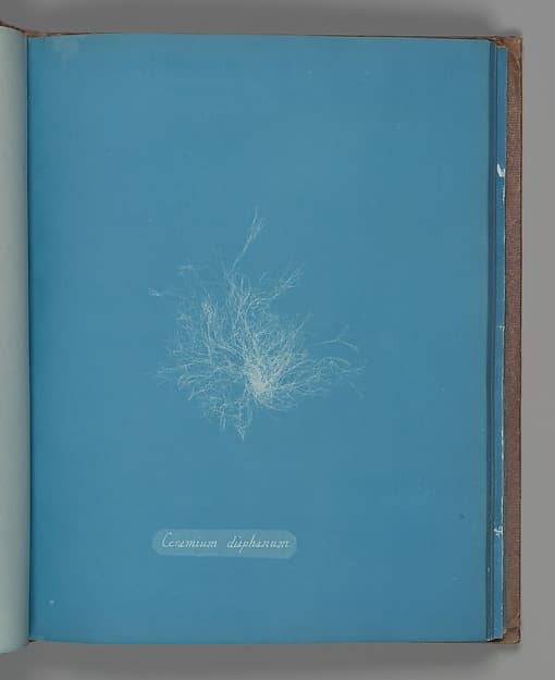 Anna Atkins. Botanical Leaf "Ceramium diaphanum"