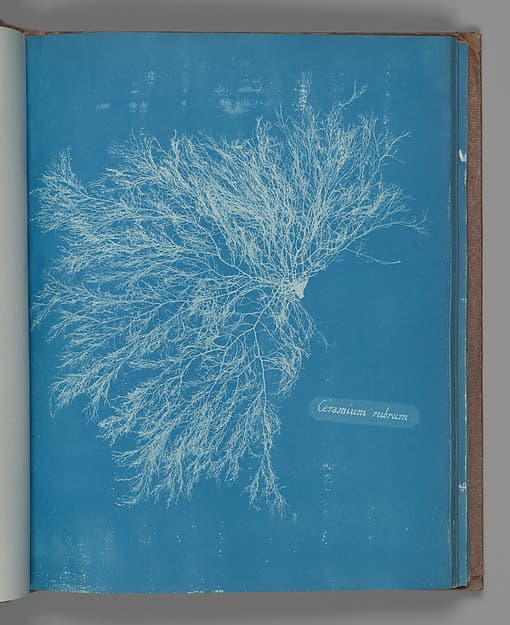 Anna Atkins. Botanical Leaf "Ceramium rubrum"