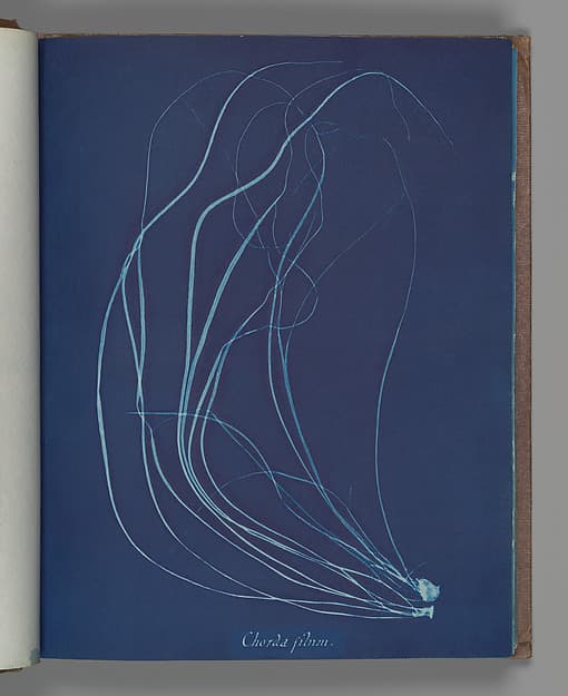Anna Atkins. Botanical Leaf "Chorda filum"