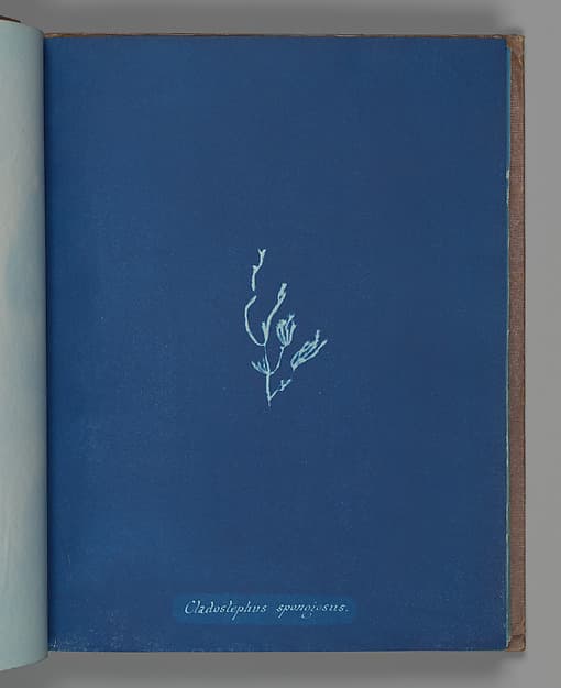 Anna Atkins. Botanical Leaf «Cladostephus spongiosus»