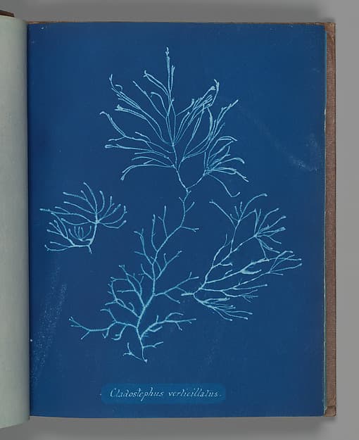 Anna Atkins. Botanical Leaf "Cladostephus verticillatus"