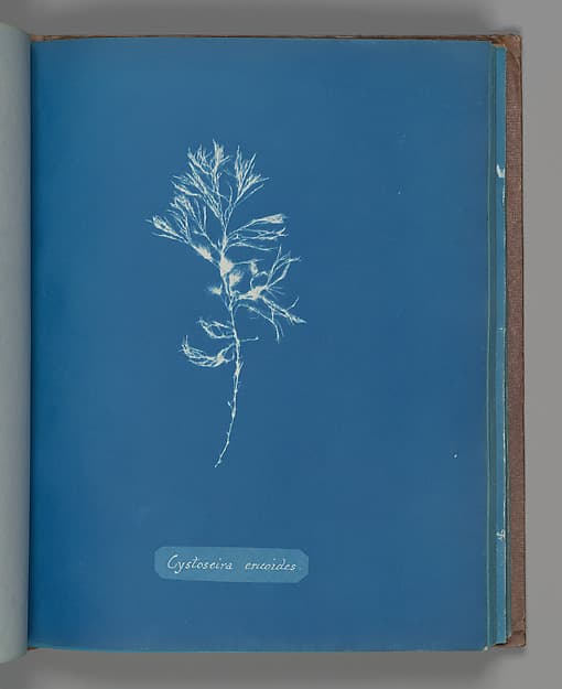 Anna Atkins. Botanical Leaf "Cystoseira ericoides"