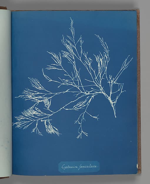 Anna Atkins. Botanical Leaf "Cystoseira fæniculacea"