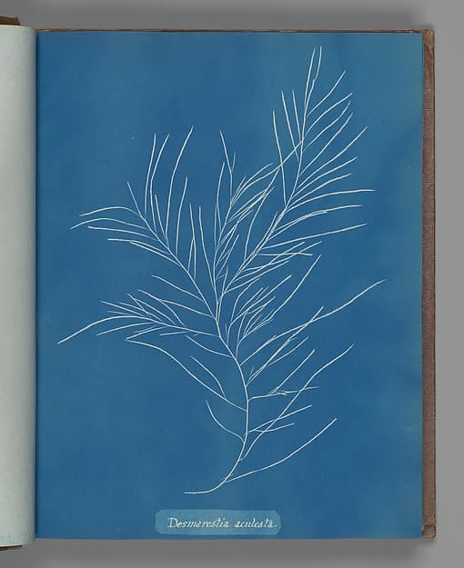 Anna Atkins. Botanical Leaf "Desmarestia aculeata"