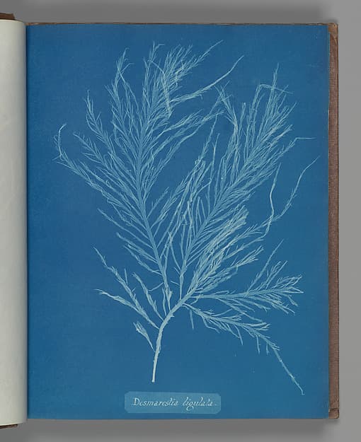 Anna Atkins. Botanical Leaf "Desmarestia liqulata"
