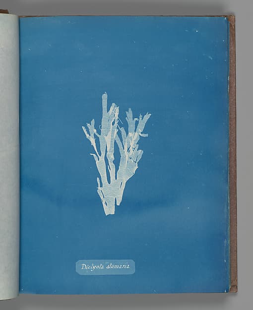 Anna Atkins. Botanical Leaf "Dictyota atomaria"