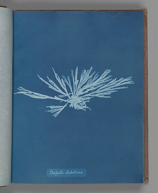 Anna Atkins. Botanical Leaf "Dictyota dichotoma"