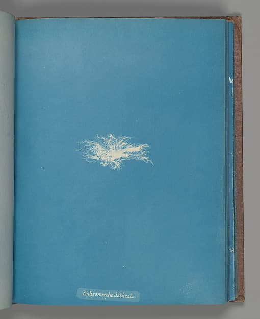 Anna Atkins. Botanical Leaf "Enteromorpha clathrata"