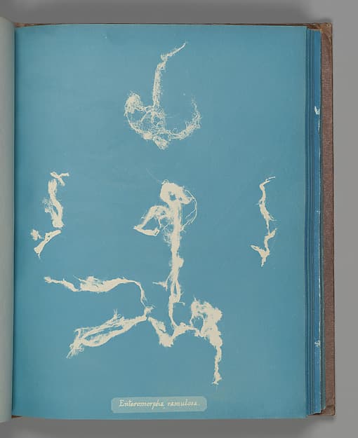 Anna Atkins. Botanical Leaf 'Enteromorpha ramulosa'