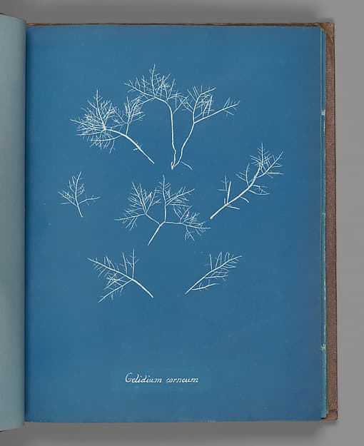 Anna Atkins. Botanical Leaf "Gelidium corneum"