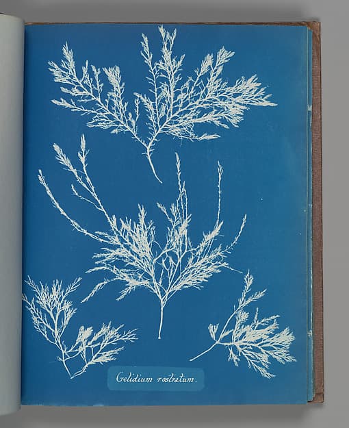 Anna Atkins. Botanical Leaf "Gelidium rostratum"