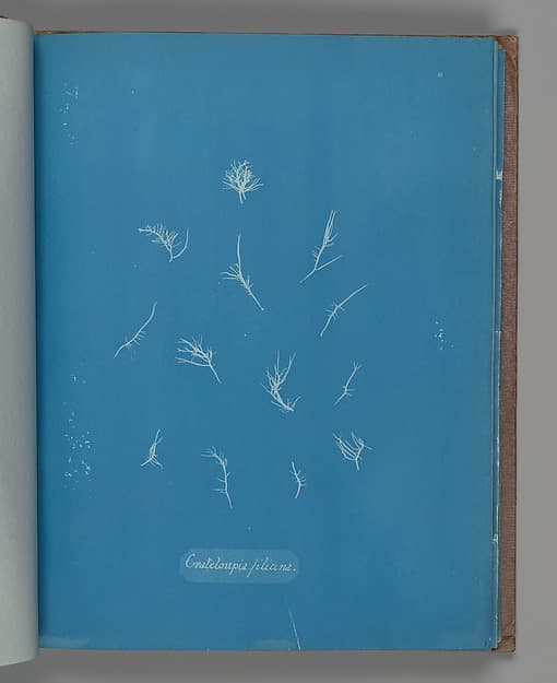 Anna Atkins. Botanical Leaf “Grateloupia filicina”