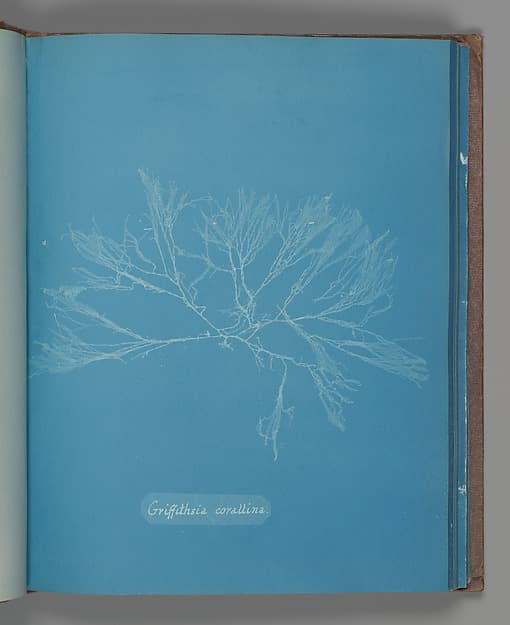 Anna Atkins. Botanical Leaf "Griffithsia corallina"