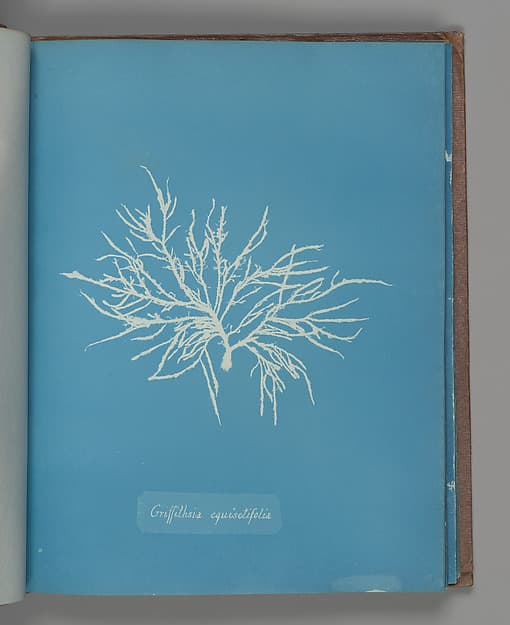 Anna Atkins. Botanical Leaf «Griffithsia equisetifolia»