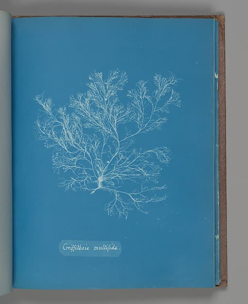 Anna Atkins. Botanical Leaf "Griffithsia multifida"