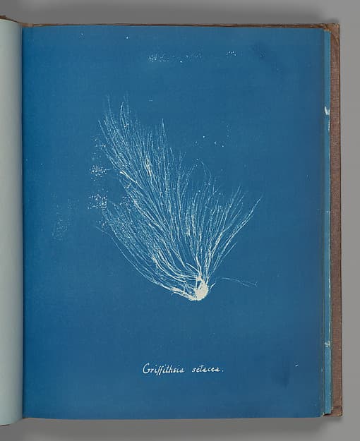 Anna Atkins. Botanical Leaf «Griffithsia setacea»