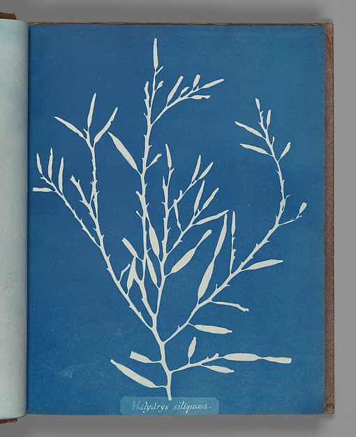 Anna Atkins. Botanical Leaf "Halydrys siliquosa"