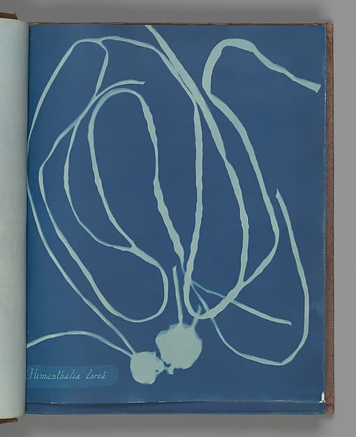 Anna Atkins. Botanical Leaf "Himanthalia lorea"