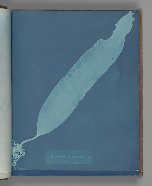Anna Atkins. Botanical Leaf «Laminaria saccharina»