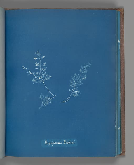 Anna Atkins. Botanical Leaf "Polysiphonia Brodiæi"