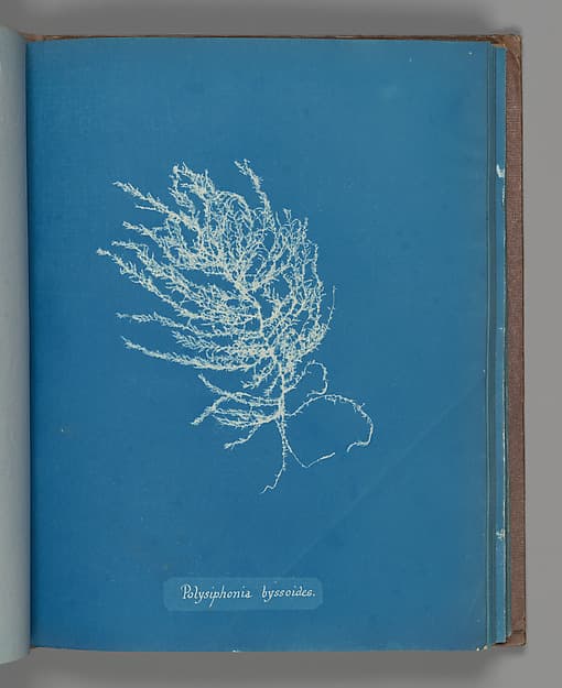 Anna Atkins. Botanical Leaf «Polysiphonia byssoides»