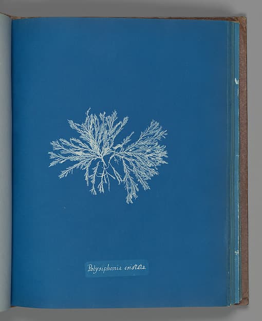 Anna Atkins. Botanical Leaf "Polysiphonia cristata"