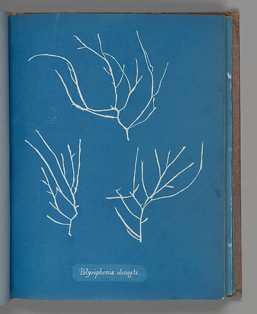 Anna Atkins. Botanical Leaf «Polysiphonia elongata»