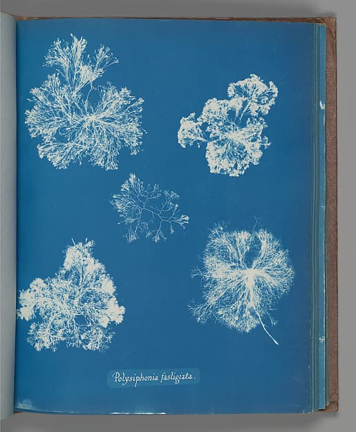Anna Atkins. Botanical Leaf «Polysiphonia fastigiata»