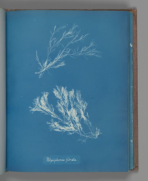 Anna Atkins. Botanical Leaf "Polysiphonia fibrata"