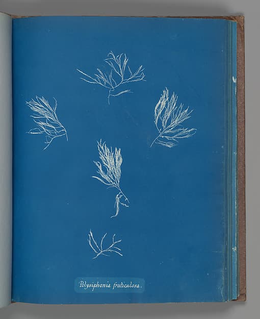 Anna Atkins. Botanical Leaf «Polysiphonia fruticulosa»