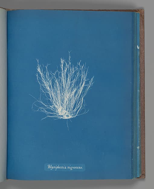 Anna Atkins. Botanical Leaf “Polysiphonia nigrescens”