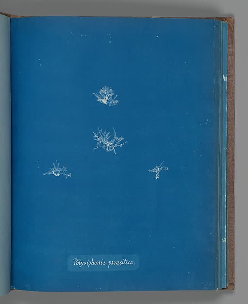 Anna Atkins. Botanical Leaf "Polysiphonia parasitica"
