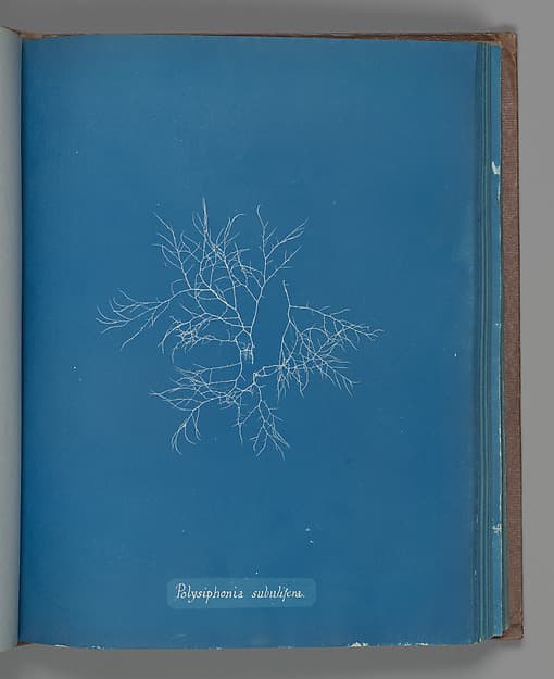 Anna Atkins. Botanical Leaf “Polysiphonia subulifera”