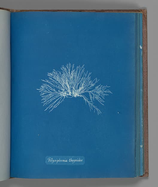 Anna Atkins. Botanical Leaf «Polysiphonia thuyoides»