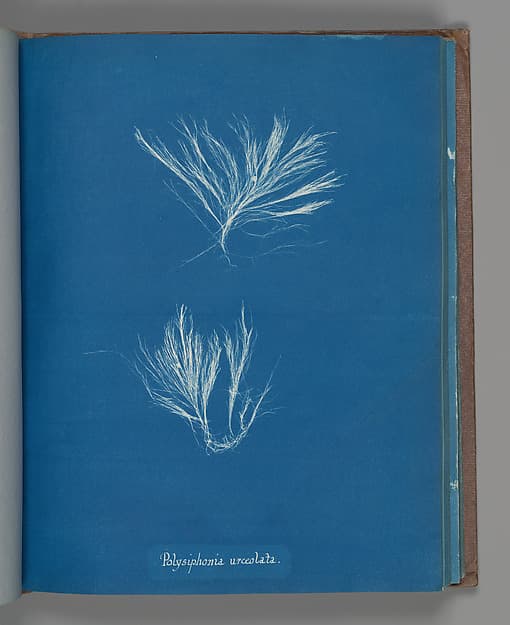 Anna Atkins. Botanical Leaf "Polysiphonia urceolata"