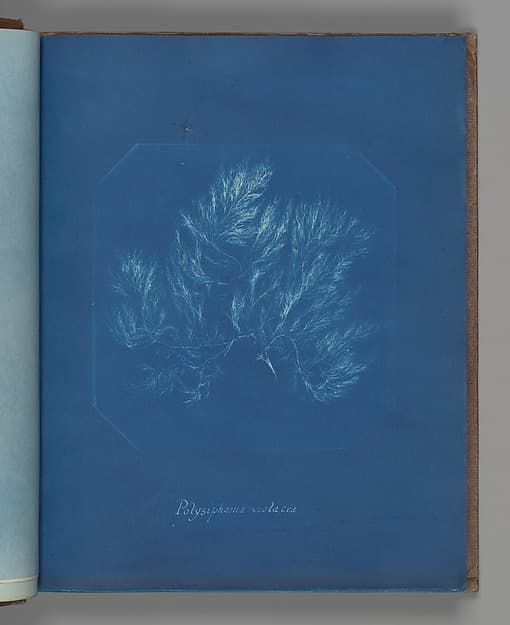 Anna Atkins. Botanical Leaf "Polysiphonia violacea"