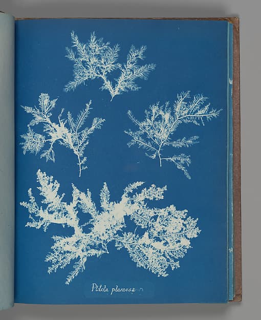 Anna Atkins. Botanical Sheet “Ptilota plumosa”