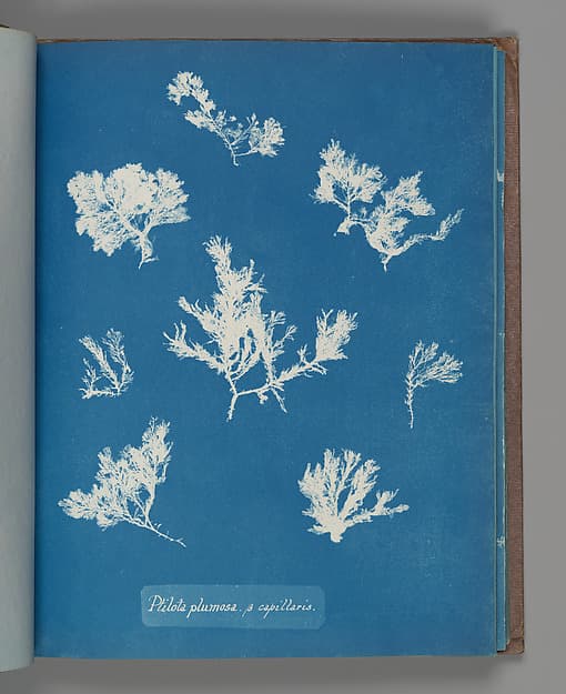 Anna Atkins. Botanical Leaf "Ptilota plumosa. ß capillaris"
