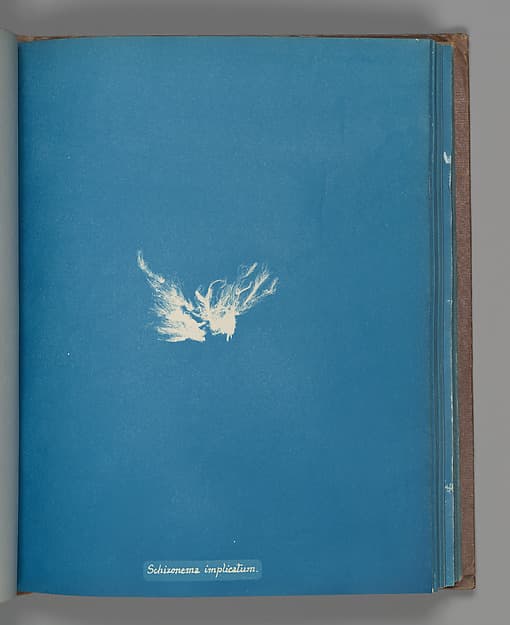 Anna Atkins. Botanical Leaf "Schizonema implicatum"