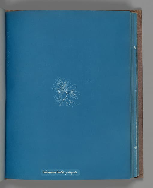 Anna Atkins. Botanical Leaf "Schizonema Smithii, ß torqata"