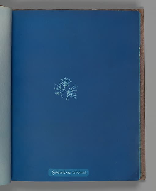 Anna Atkins. Botanical Leaf “Sphacelaria cirrhosa”